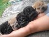Foto de Madaquekua Shar Pei